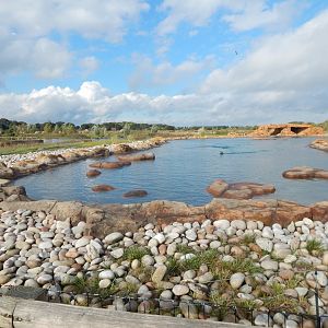 Point Lobos - California sealion habitat 121024