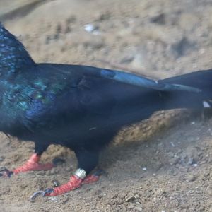 Green Woodhoopoe