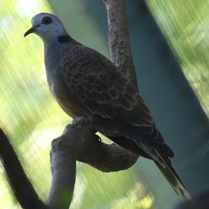 Adamawa Turtle Dove