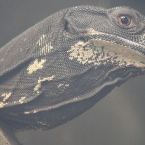 Lace Monitor