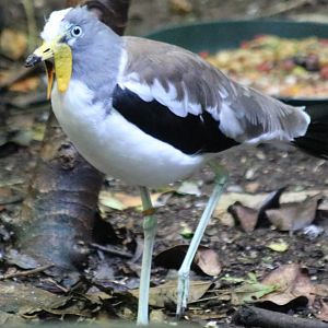 White-headed Lapwing