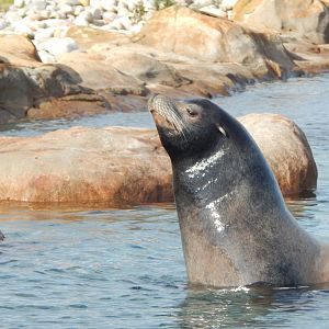 Point Lobos - California sealion 121024