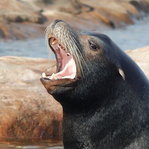 Point Lobos - California sealion 121024