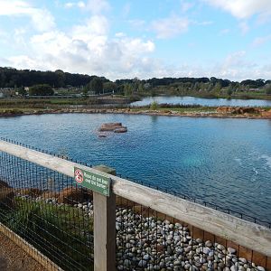Point Lobos - California sealion habitat 121024