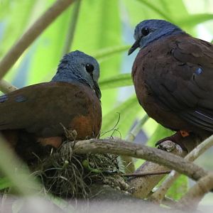 Blue-headed Wood-dove Pair on Nest