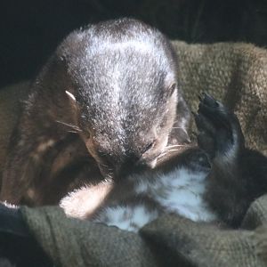Spot-necked Otter Grooming