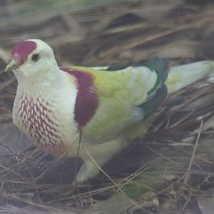 Many-coloured Fruit-dove