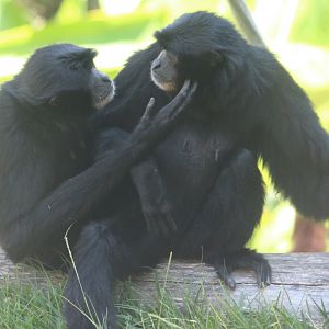 Siamang Pair