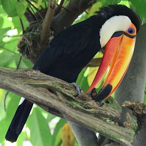 Toco Toucan