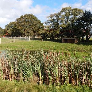 Atlantic Forest - Maned wolf habitat 121024
