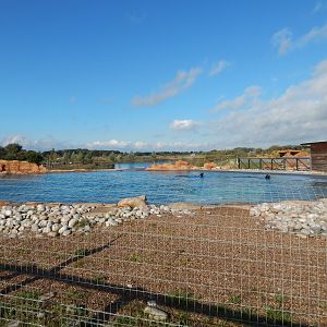 Point Lobos - 2nd California sealion habitat 121024