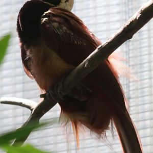 Raggiana Bird of Paradise