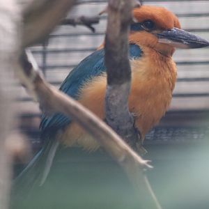 Guam Kingfisher