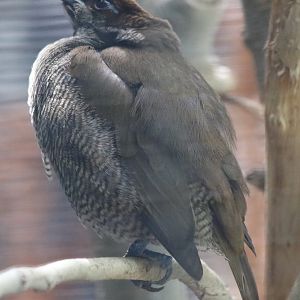 Magnificent Bird of Paradise Female