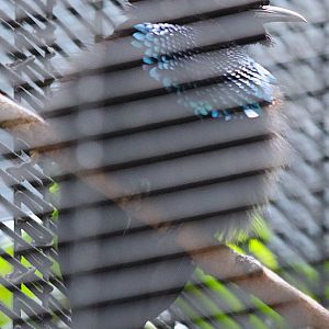 Superb Bird of Paradise Male