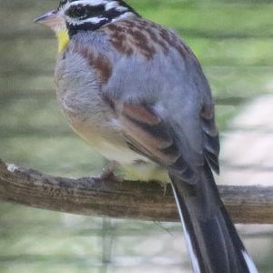 Golden-breasted Bunting