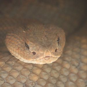 Aruba Island Rattlesnake