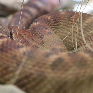 Del Nido Ridge-nosed Rattlesnake