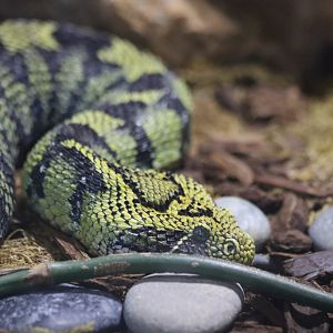 Ethiopian Mountain Adder