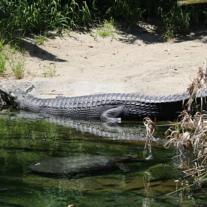 Gharial