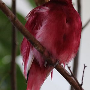 Pompadour Cotinga