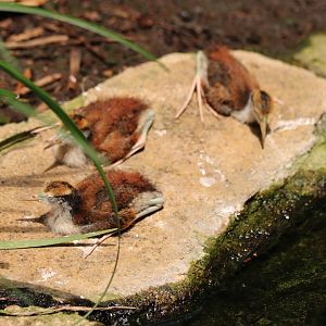 Wattled Jacana Babies