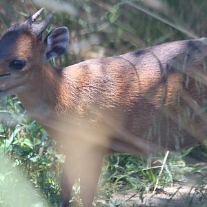 Red-flanked Duiker