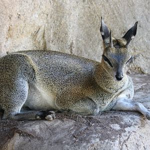 Klipspringer