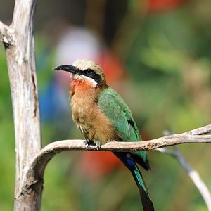 White-fronted Bee-eater