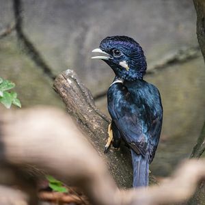 Sulawesi myna (Basilornis celebensis)