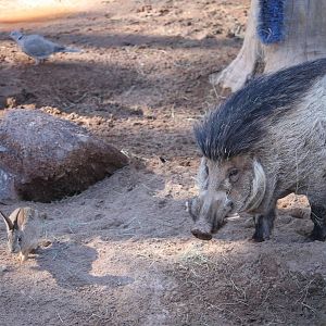 Warty pig, desert cottontail, and collared dove