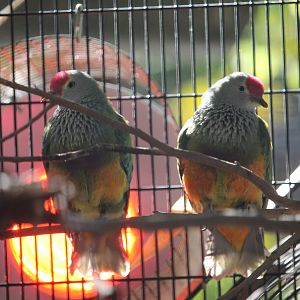 Mariana Fruit Dove (Ptilinopus roseicapilla)