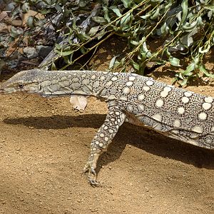 Perentie