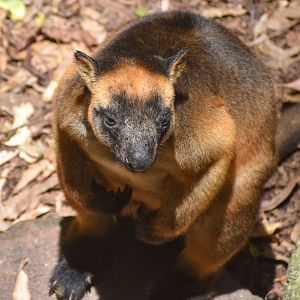 Lumholtz's Tree-Kangaroo