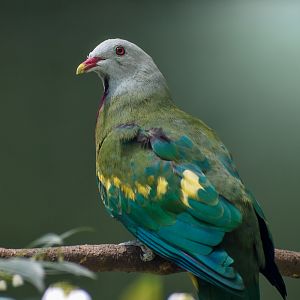 Wompoo Fruit-Dove