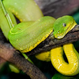 Green Tree Python