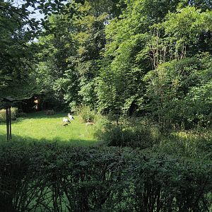 European white stork exhibit, 2024-06-08