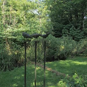 European white stork exhibit, 2024-06-08