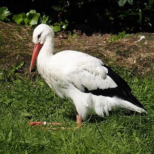 European white stork (Ciconia ciconia), 2024-06-08