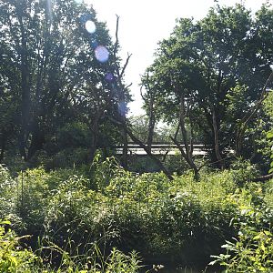 Lion-tailed macaque exhibit, 2024-06-08