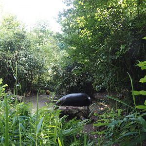 Pygmy hippopotamus exhibit, 2024-06-08