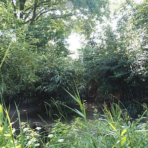 Pygmy hippopotamus exhibit, 2024-06-08