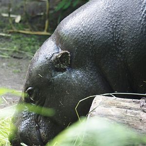 Western pygmy hippopotamus (Choeropsis liberiensis liberiensis), 2024-06-08