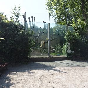 Bornean orangutan outdoor exhibit, 2024-06-08