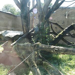 Bornean orangutan outdoor exhibit, 2024-06-08