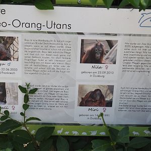 Bornean orangutans at Duisburg signage, 2024-06-08