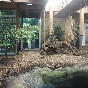Pygmy hippopotamus indoor exhibit, 2024-06-08