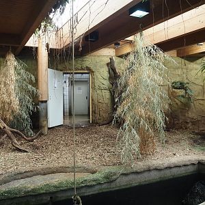 Pygmy hippopotamus indoor exhibit, 2024-06-08