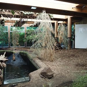Pygmy hippopotamus indoor exhibit, 2024-06-08