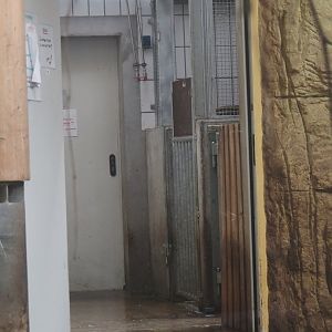 Pygmy hippopotamus off-show exhibits, 2024-06-08